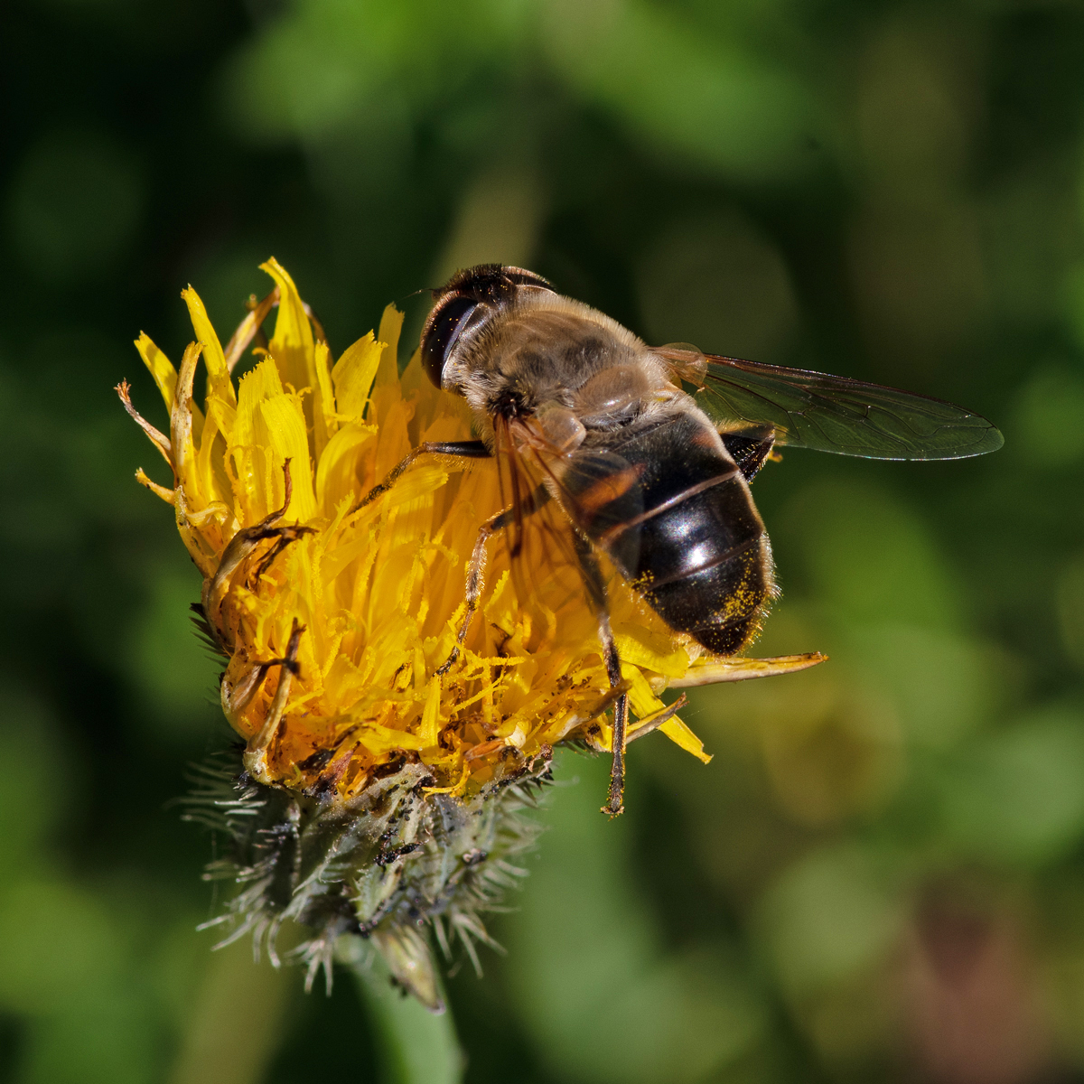 Große Schwebefliege