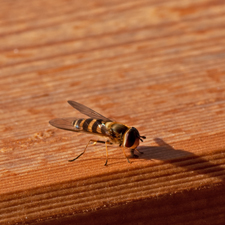 Große Schwebefliege