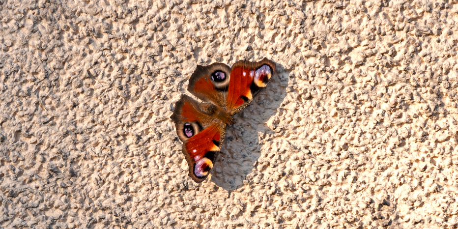 Tagpfauenauge