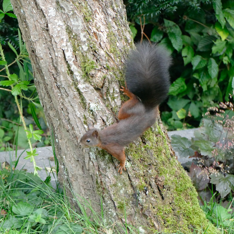 Eichhörnchen
