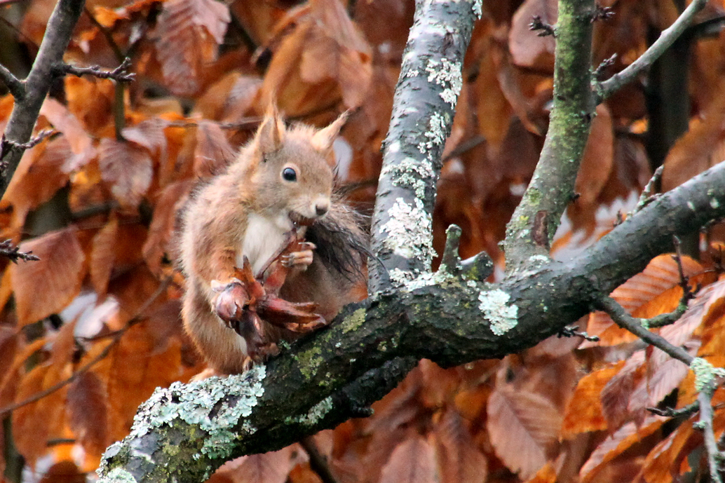 Eichhörnchen