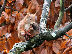 Eichhörnchen