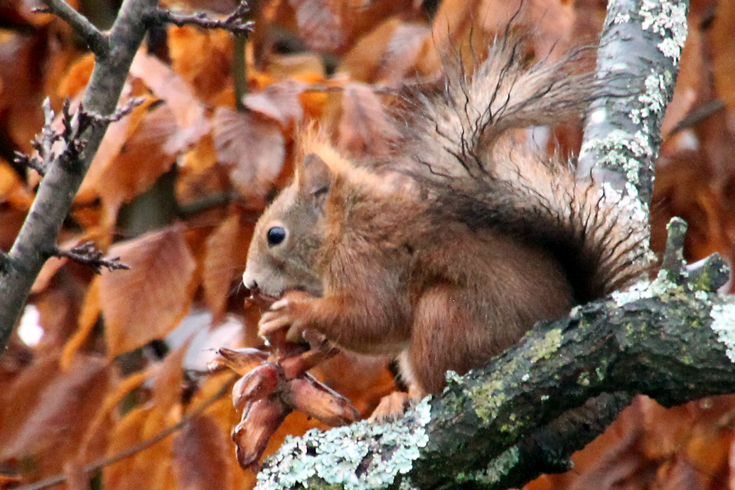 Eichhörnchen