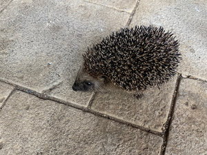 Igel