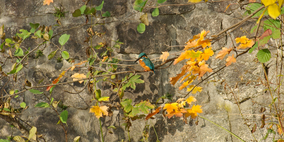 Eisvogel