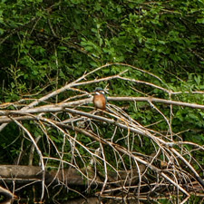 Eisvogel