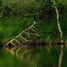 Eisvogel