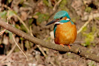 Eisvogel