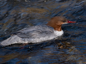 Gänsesäger