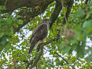 Mäusebussard