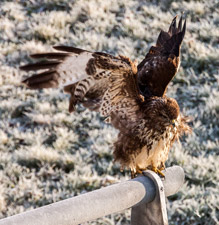 Mäusebussard