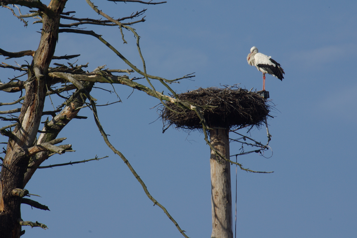 Weißstorch