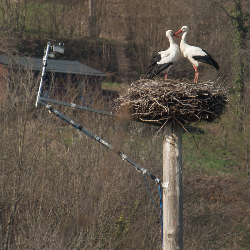 Weißstorch