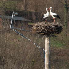 Weißstorch