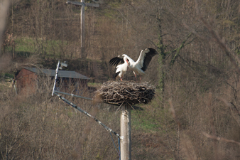 Weißstorch