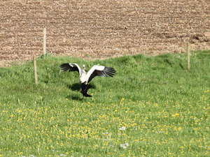 Weißstorch